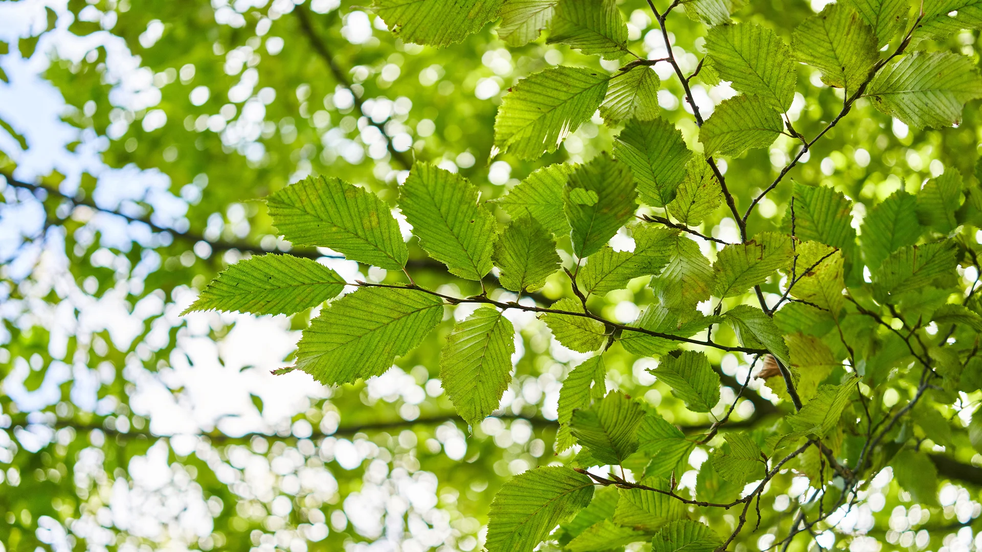 A Science Based Pathway to Net Zero Across the Value Chain Card